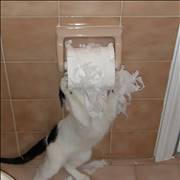 Toilet Paper Cat